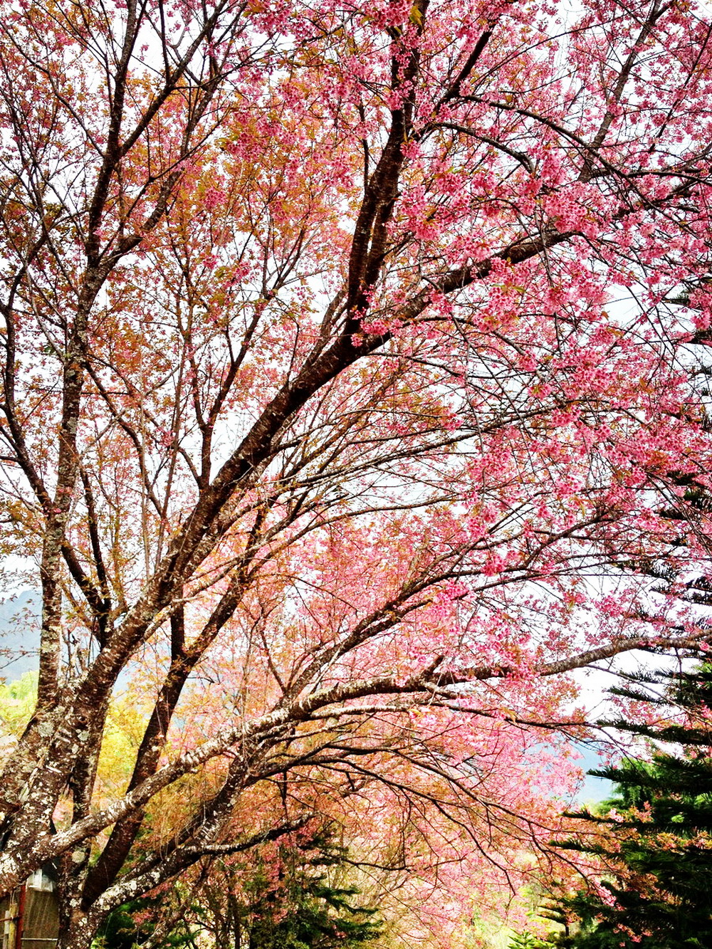 Cherry blossoms bloom in Khun Wang Royal Agricultural Research Centre ...