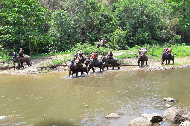 mae tang elephant kingdom, mae tang elephant camp, mae tang elephant, mae taeng elephant kingdom, mae taeng elephant camp, mae taeng elephant