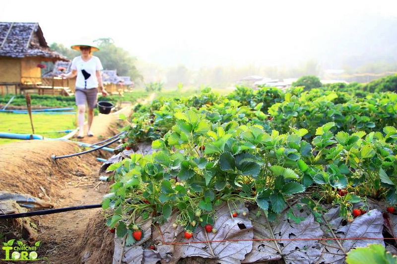 Strawberry Gardens in Samoeng