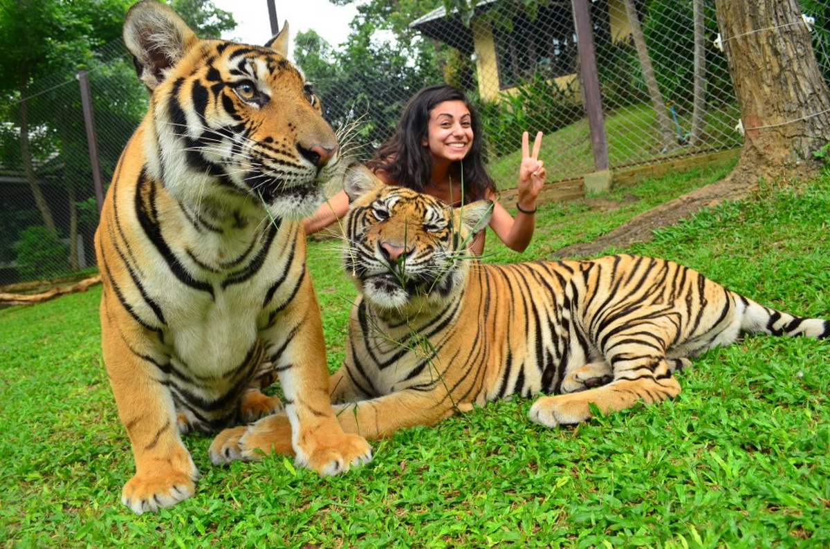 Tiger Kingdom Chiang Mai Wanna Touch A Tiger With Your Bare Hand