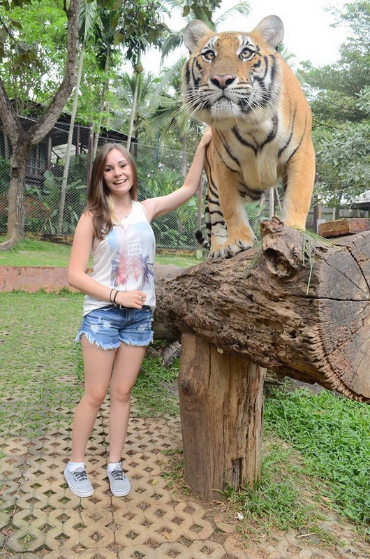 Tiger Kingdom Chiang Mai Wanna Touch A Tiger With Your Bare Hand