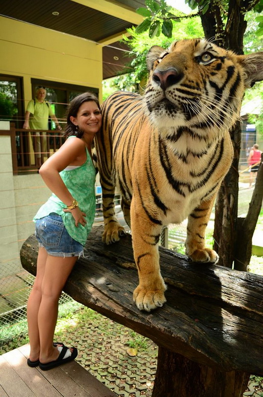 Tiger Kingdom Chiang Mai Wanna Touch A Tiger With Your Bare Hand