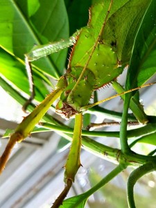 siam insect zoo, siam insect zoo chiang mai, insect zoo chiang mai