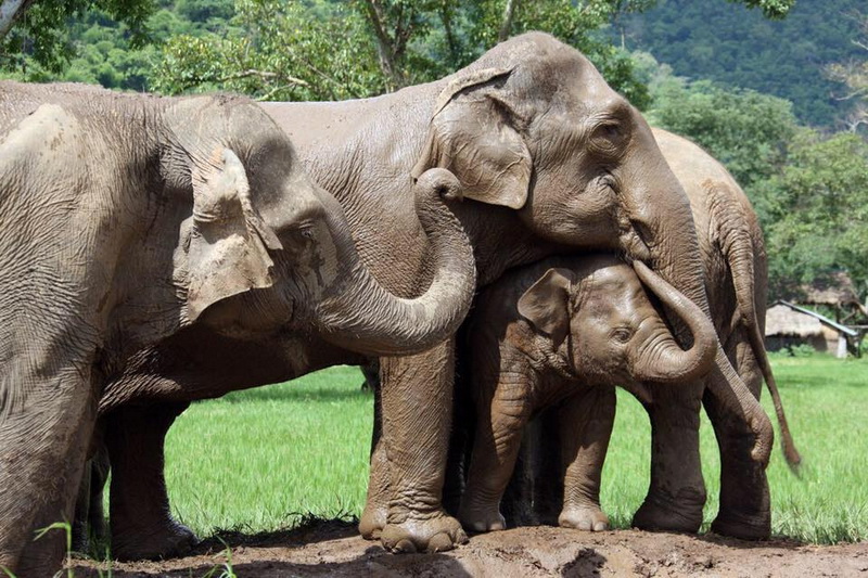 elephant nature park, elephant nature park chiang mai