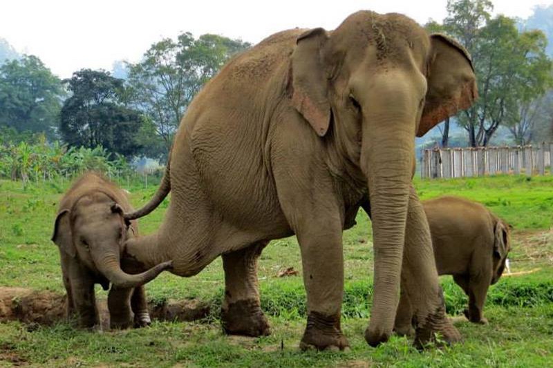 Elephant Nature Park