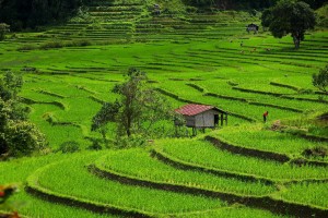 hiking ban mae klang luang, doi inthanon hiking ban mae klang luang, doi inthanon hiking, ban mae klang luang