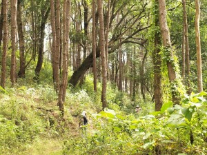 doi luang national park, doi luang mountain, doi luang mount, doi luang chiang rai