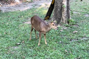 mae ping national park, mae ping national park lamphun, mae ping forest park