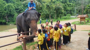 thai elephant conservation centre, thai elephant conservation center, thai elephant conservation centre lampang, elephant conservation centre, elephant conservation centre lampang, elephant conservation center, elephant conservation center lampang, elephant hospital lampang, elephant hospital thailand