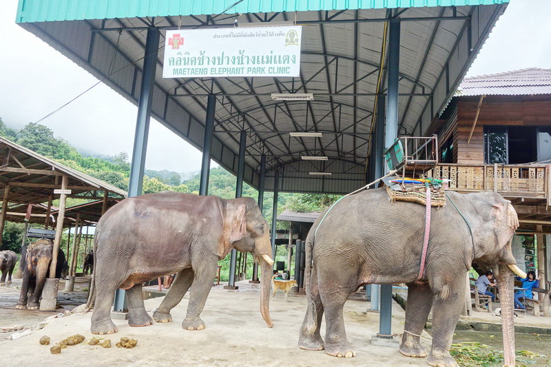 join in group tour elephant safari, elephant safari tour, chiang mai elephant safari tour, budget tour elephant safari, join in group elephant safari tour, day tour elephant safari