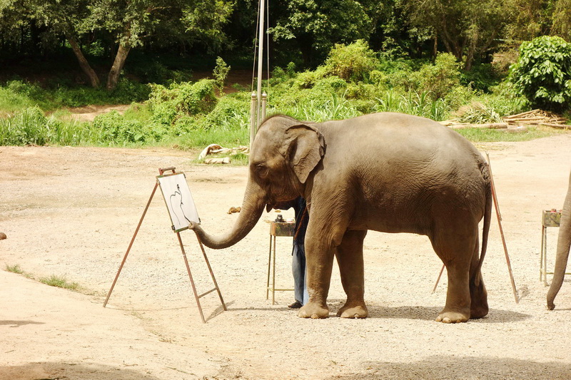 join in group tour elephant safari, elephant safari tour, chiang mai elephant safari tour, budget tour elephant safari, join in group elephant safari tour, day tour elephant safari