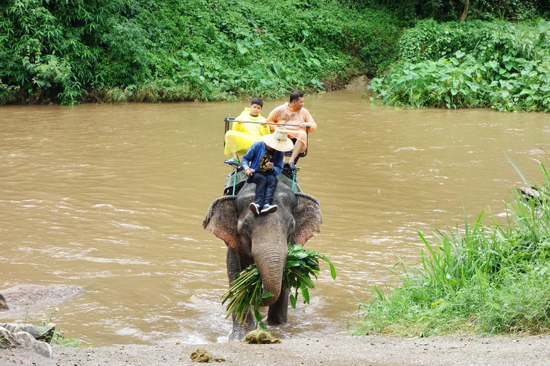 join in group tour elephant safari, elephant safari tour, chiang mai elephant safari tour, budget tour elephant safari, join in group elephant safari tour, day tour elephant safari