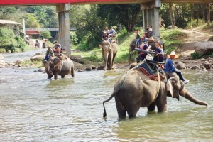 join in group tour elephant safari, elephant safari tour, chiang mai elephant safari tour, budget tour elephant safari, join in group elephant safari tour, day tour elephant safari