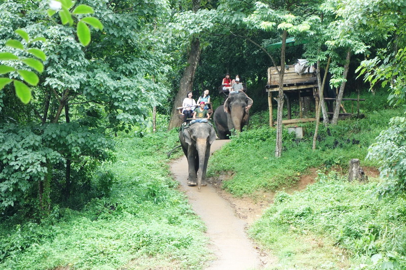 join in group tour elephant safari, elephant safari tour, chiang mai elephant safari tour, budget tour elephant safari, join in group elephant safari tour, day tour elephant safari