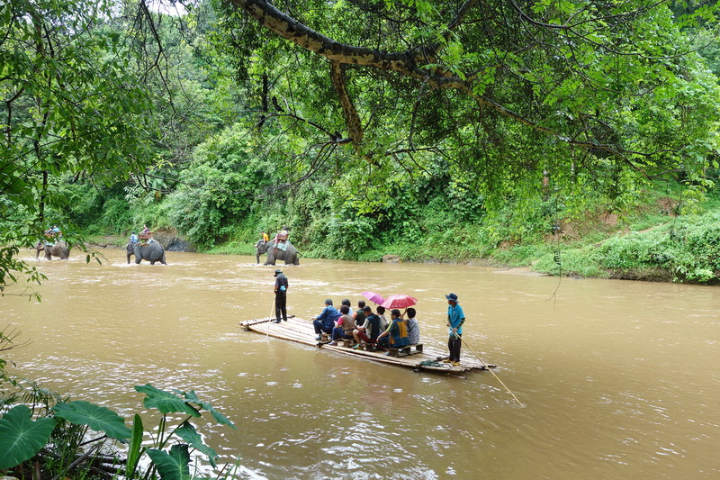 join in group tour elephant safari, elephant safari tour, chiang mai elephant safari tour, budget tour elephant safari, join in group elephant safari tour, day tour elephant safari