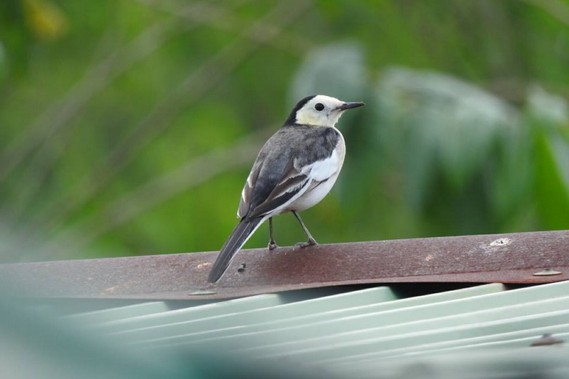 khun sathan national park, khun satan national park, khun sathan national park in nan, khun satan national park in nan