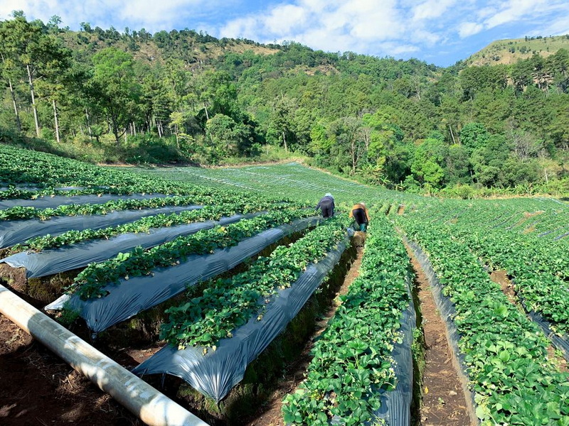 trekking doi pha ngam, hiking doi pha ngam, doi pha ngam, pha ngam cliff, doi phan gam cliff, two seasons cliff