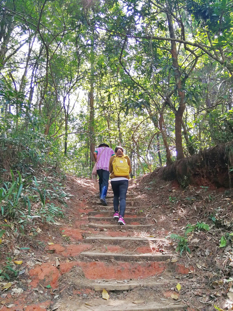 hiking pha dok siew nature trail, pha dok siew nature trail, trekking baan mae klang luang, baan mae klang luang, trekking pha dok siew, hiking pha dok siew