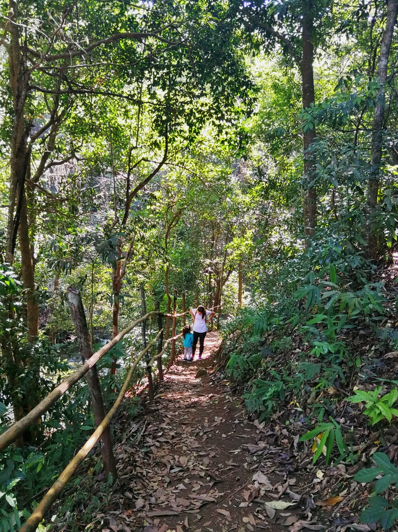 hiking pha dok siew nature trail, pha dok siew nature trail, trekking baan mae klang luang, baan mae klang luang, trekking pha dok siew, hiking pha dok siew