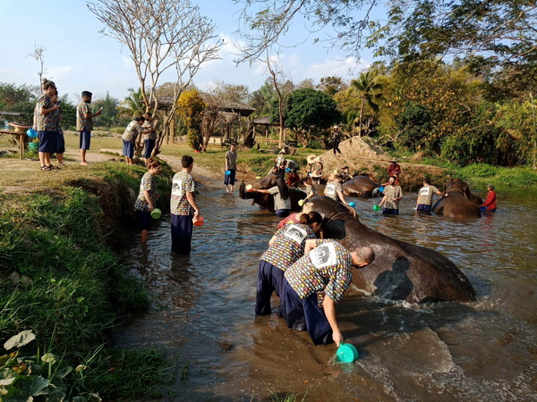 kanta elephant sanctuary, kanta elephant sanctuary chiang mai, kanta elephant camp, kanta elephant park, kanta elephant camp chiang mai